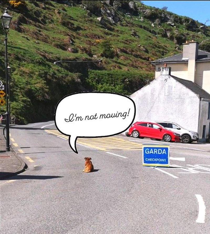 'I'm not moving,' Waterford pooch defies Garda Covid-19 checkpoint over Easter weekend 