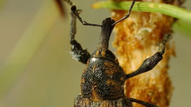 Concerns over use of 'highly toxic' insecticide in South Leitrim