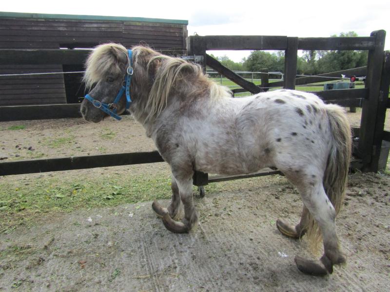 Pony with horrifically overgrown hooves rescued by the ISPCA