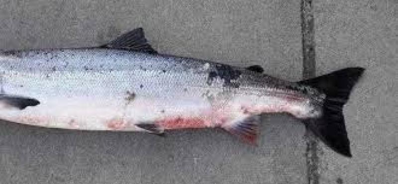 Inland Fisheries Ireland appeals to anglers and fishery owners to report any incidences of red skin disease encountered in salmon