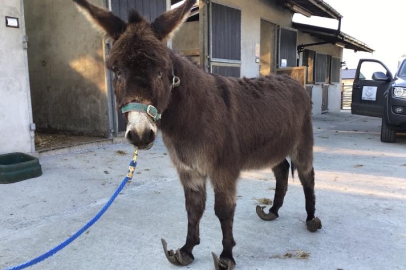 Donegal Donkey Sanctuary