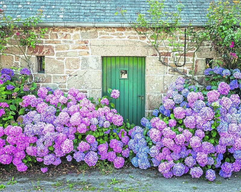 GARDENING: A lease of life for an old favourite