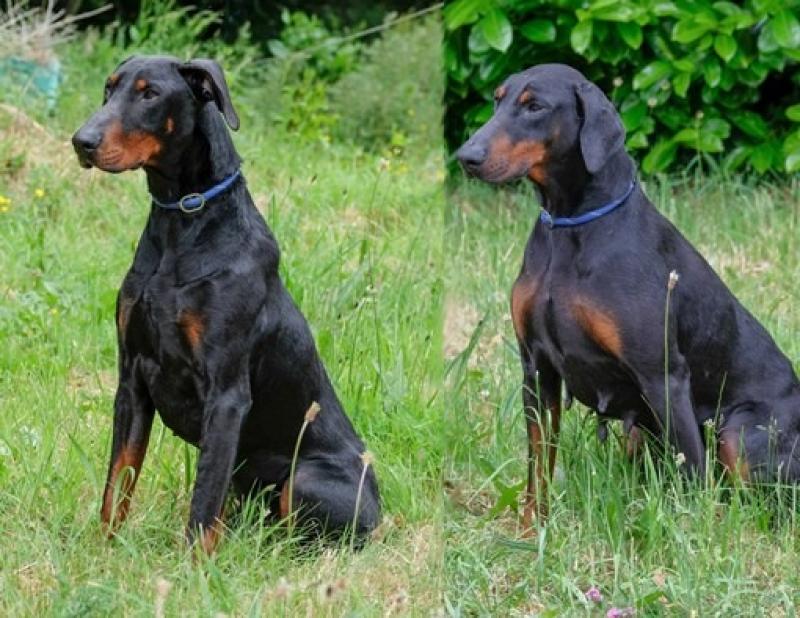 Dobermanns in Donegal looking for home