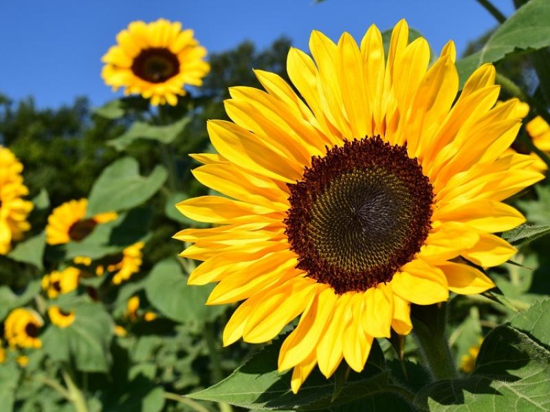 Golden Kilfeacle sunflowers competition update