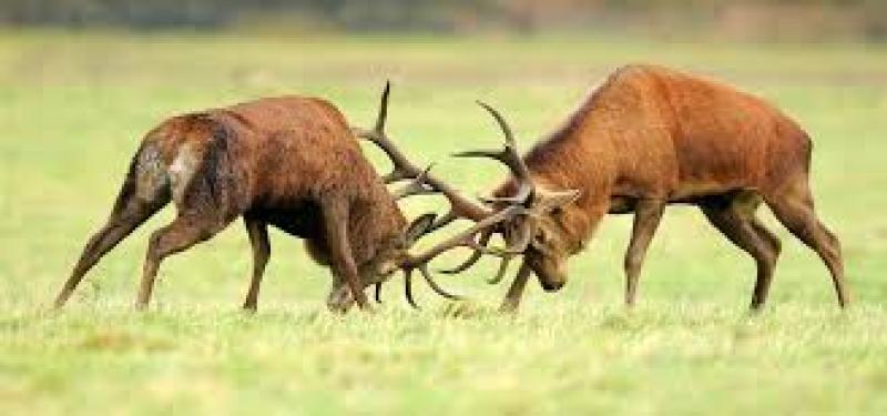 Coordinators appointed for Deer Management Units in Leitrim and Donegal