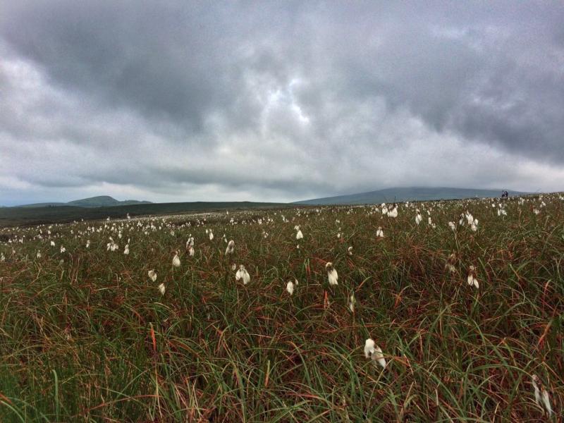 Bog restoration on Cuilcagh could be replicated in Leitrim