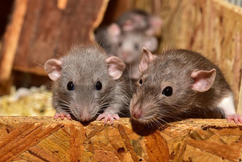 ALERT:  Rats could invade Irish homes over Christmas amid specific warning