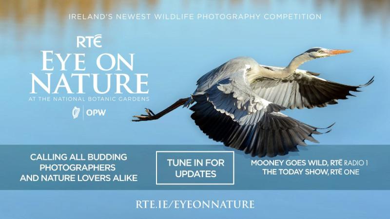 RTÉ's Eye on Nature  wildlife photography competition has a top prize of €1,000 
