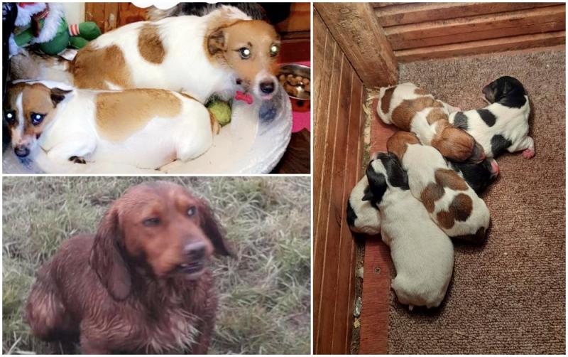 Gardaí issue appeal after theft of dogs including pregnant Jack Russell and litter of puppies in Midlands