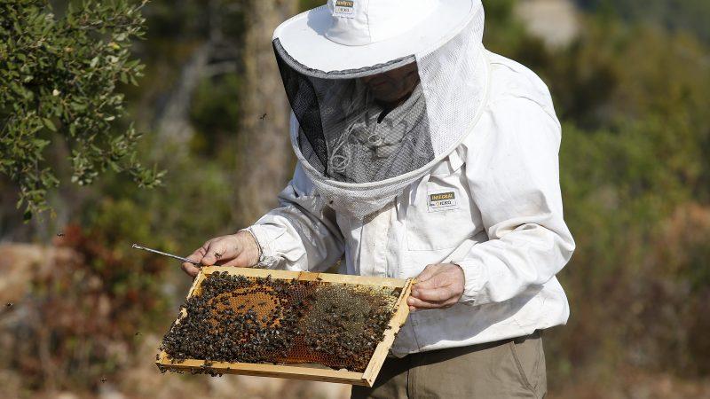 Council to meet bee group over concerns