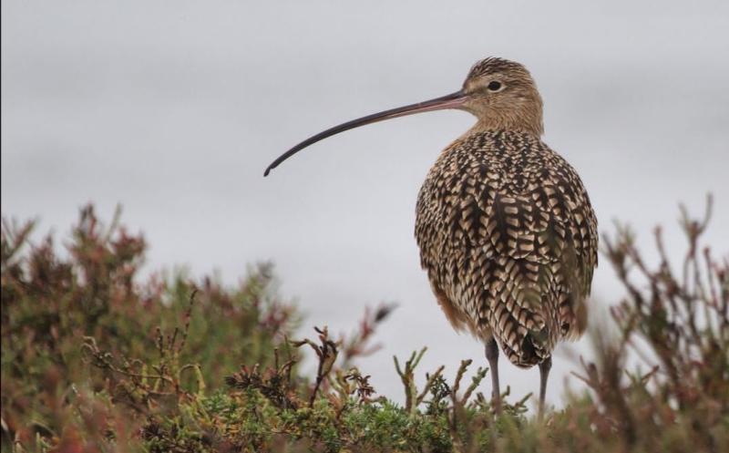 Curlew Conservation Programme underway across mid- Leitrim and 8 other areas in Ireland 