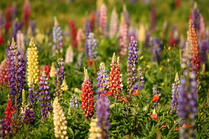 Gardening with James Vaughan: Time to plant perennial flowers
