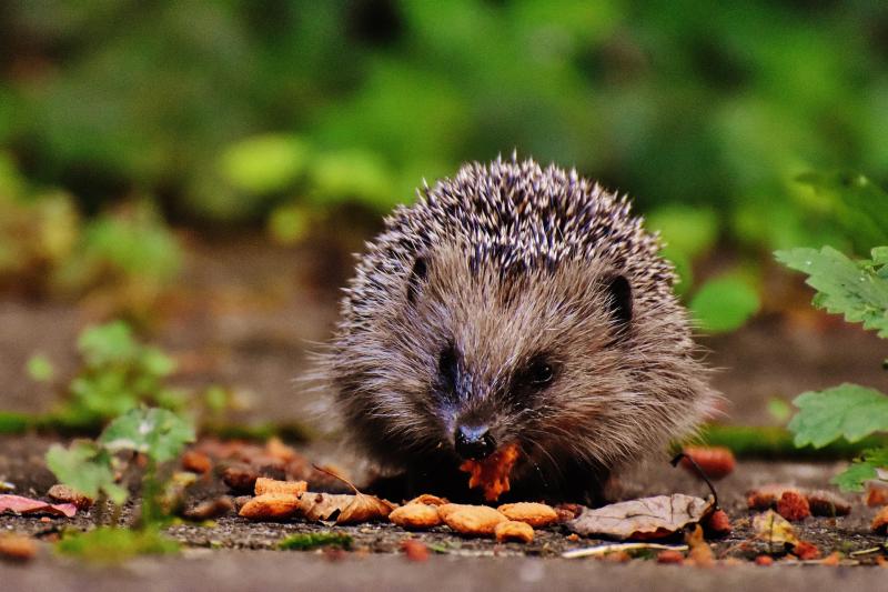 Kildare volunteers needed for second nationwide hedgehog survey