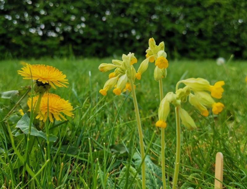 Leitrim has the best farmland for biodiversity