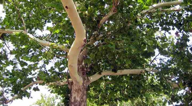 No criminal intent in cutting down 70-year-old Leitrim trees 