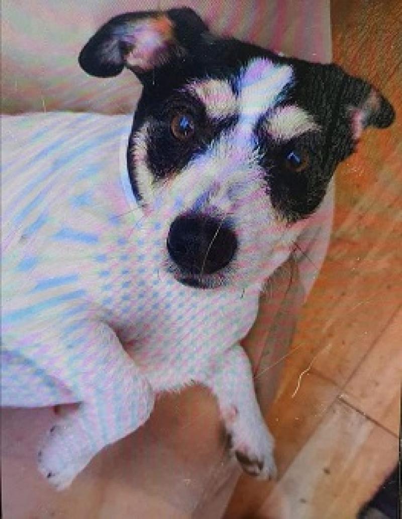 Appeal to help find Bailey Boo in Leitrim