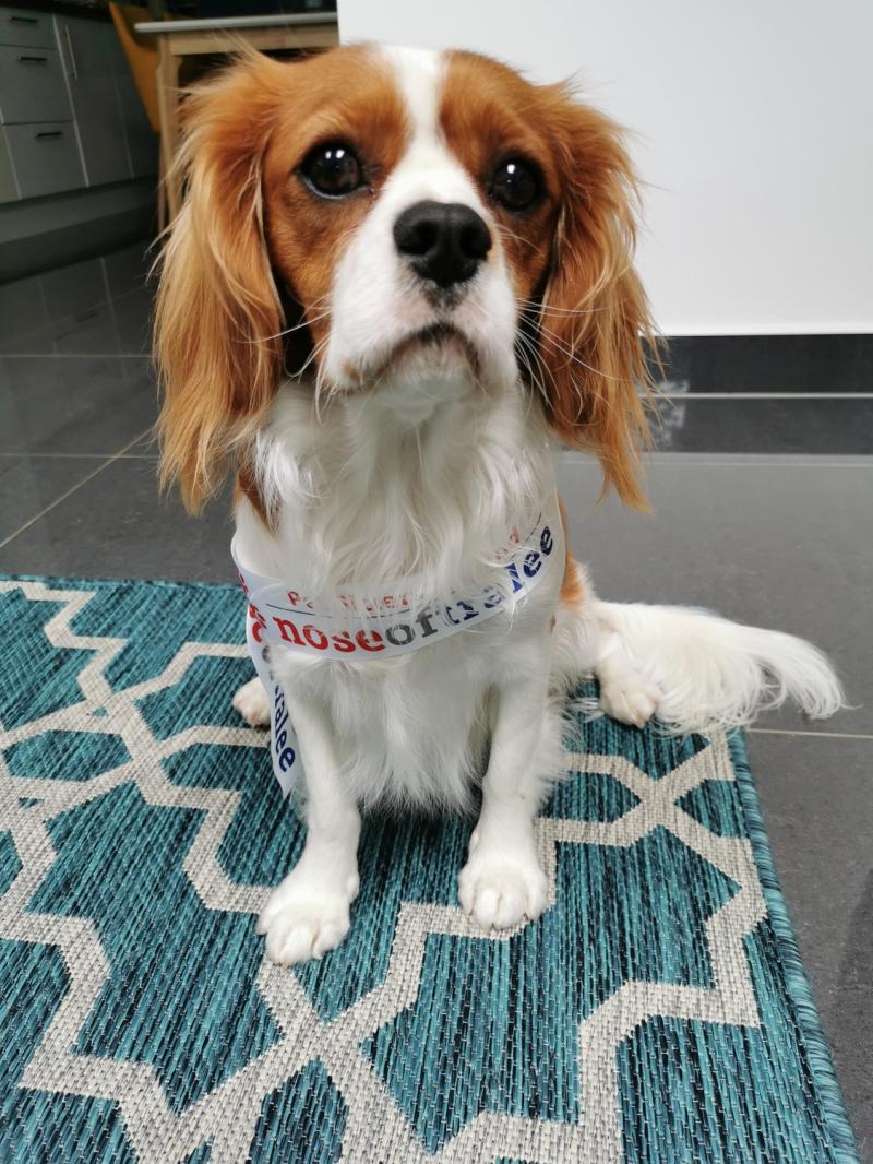 Help top dog, Mr Wilson, win this year's Nose of Tralee for Leitrim!
