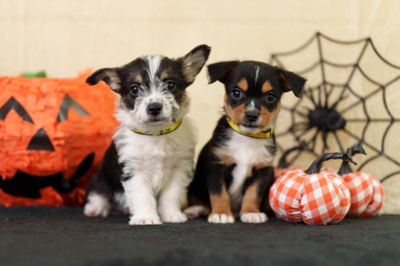 ISPCA issues pet safety tips for a safe Halloween