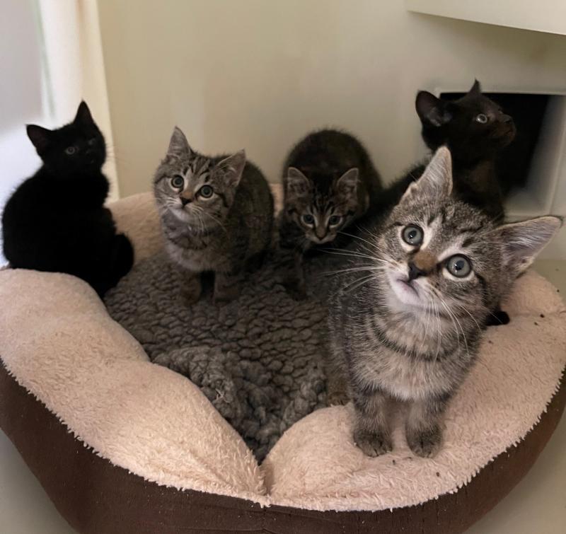Kittens dumped outside of ISPCA gates in Longford