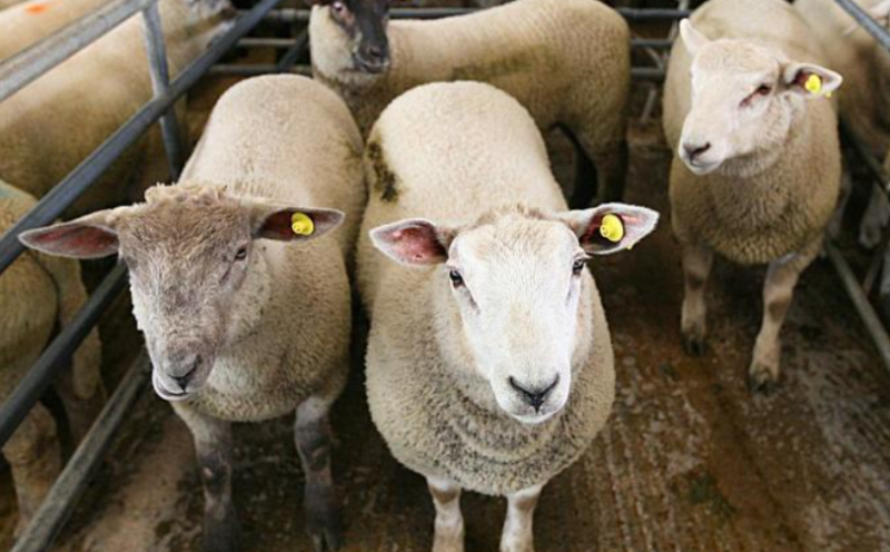 Leitrim farmer warns it is a critical time for sheep sector