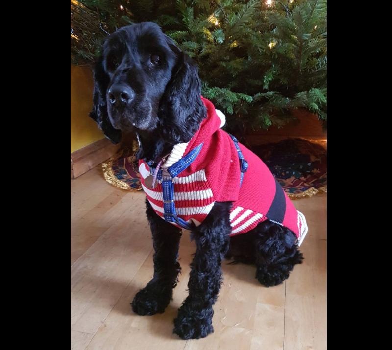 Christmas is a busy time to introduce a new dog says Leitrim Animal Welfare