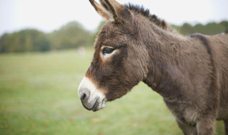 Increasing costs cripple those at Donegal Donkey Sanctuary 