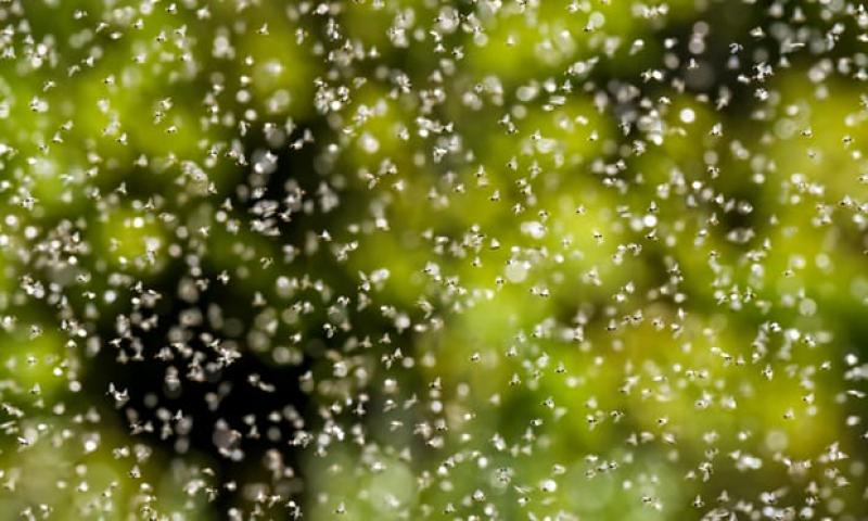 winged ants