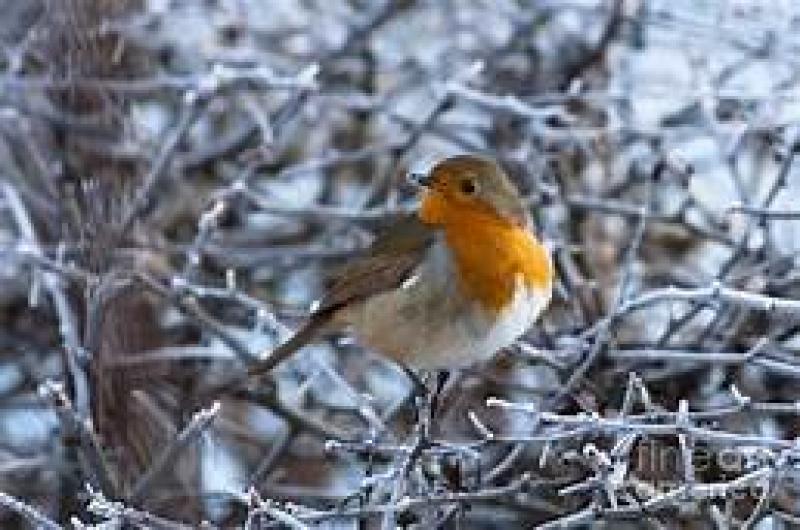 frosty morning