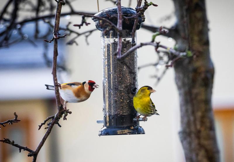 Leitrim gardeners encouraged to feed birds to aid pest control