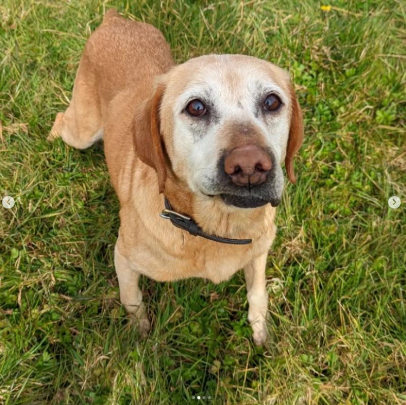 Help raise funds for Leitrim Animal Welfare Centre
