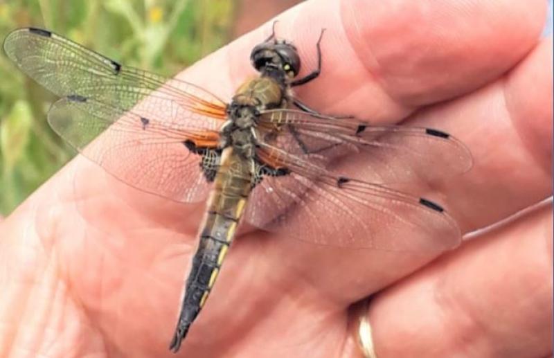Learn about Ireland's dragonflies and damselflies at Leitrim workshop