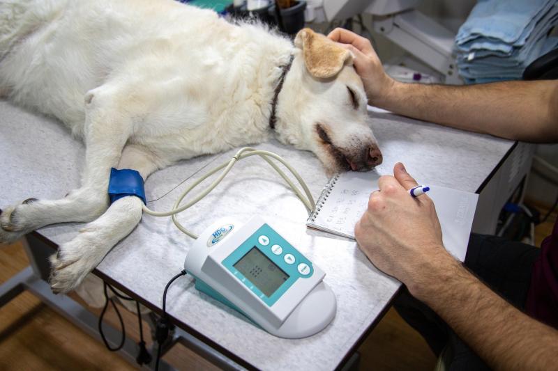Limerick vet bids to save stray dog's leg