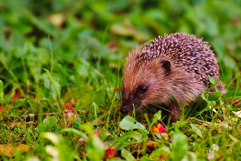 7 ways to protect garden wildlife this autumn