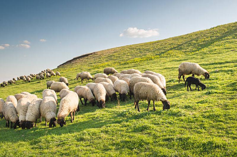 New regulations on dog control – A first step,  but more needed says IFA