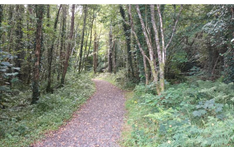 Macra concerned over access to land for young farmers due to new forestry deal