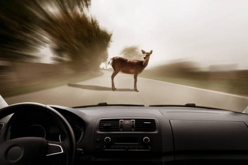 Signs warning drivers of deer on Barnes road to be erected