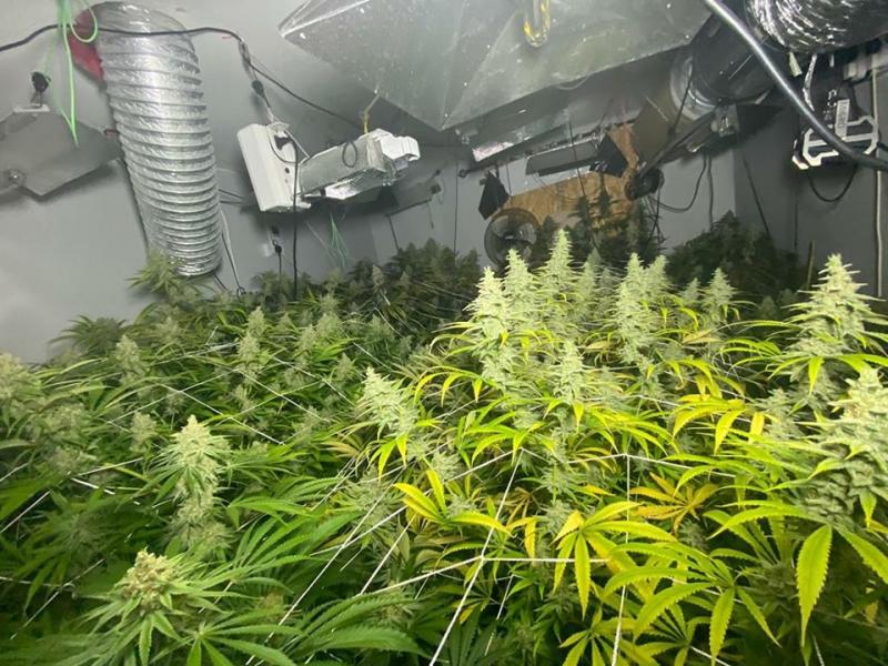 Cannabis plants discovered outside Ballyconnell