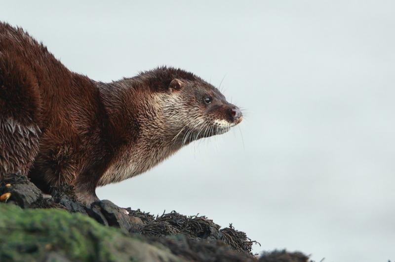 Spotted an otter in Leitrim lately? The National Parks and Wildlife Service wants to know