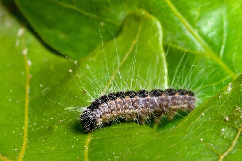 Public warned after invasive moth species discovered in Ireland