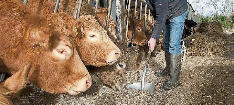 IFA looking for farm workers to be included in critical  skills occupation list