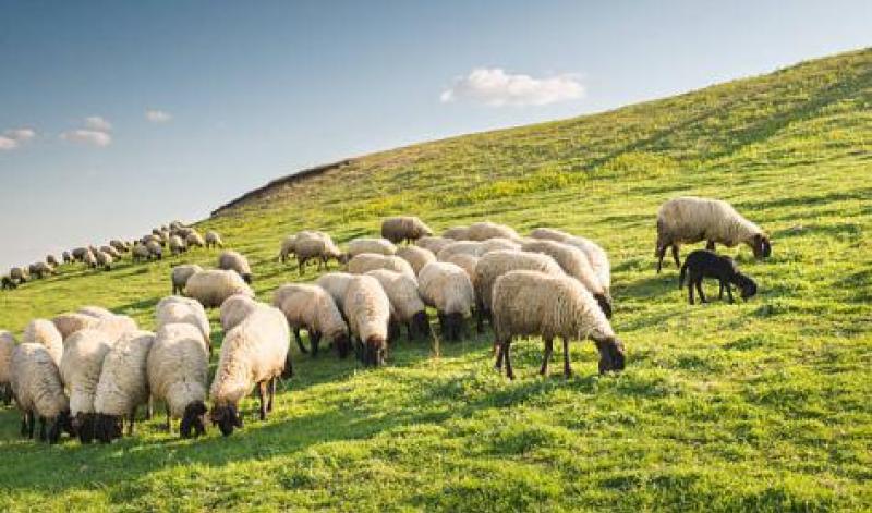  Councillors call for extension of deadline for agri scheme