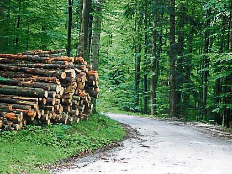 IFA Timber Price Survey shows price stability, but sellers should look for best quotes
