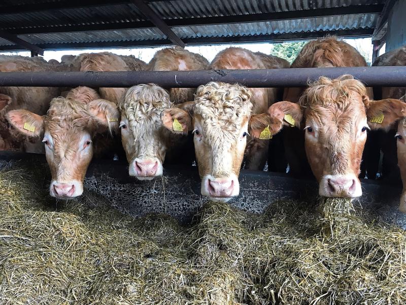 Irish and UK beef prices pass each other in “deeply suspicious trajectory” – “Irish on the way down, UK on the way up