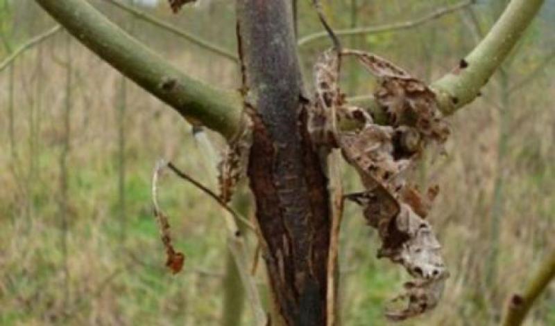 ash dieback