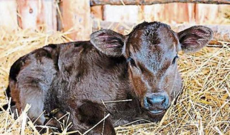 calf
