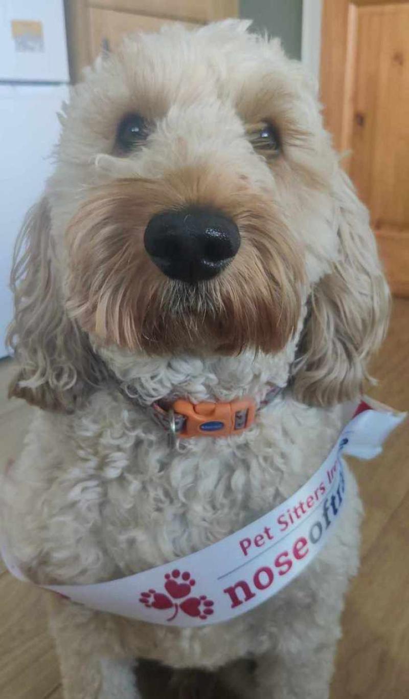 Vote for Ted,  Leitrim's doggy contestant in this year's Nose of Tralee
