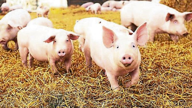 Urgent action needed to address acute staff shortages in pig sector