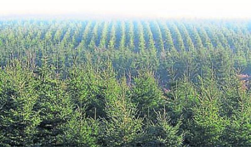 Over 20 per cent of Leitrim under forestry