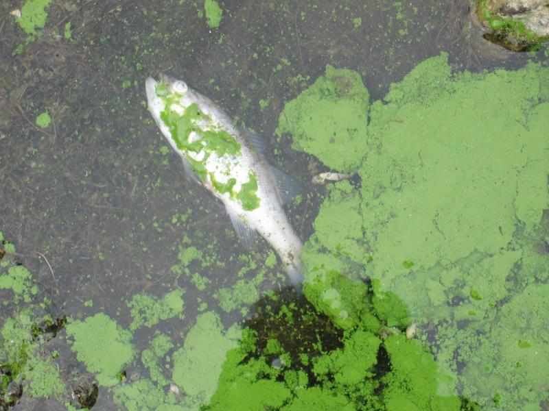 Leitrim County Council warns of algal blooms in lakes