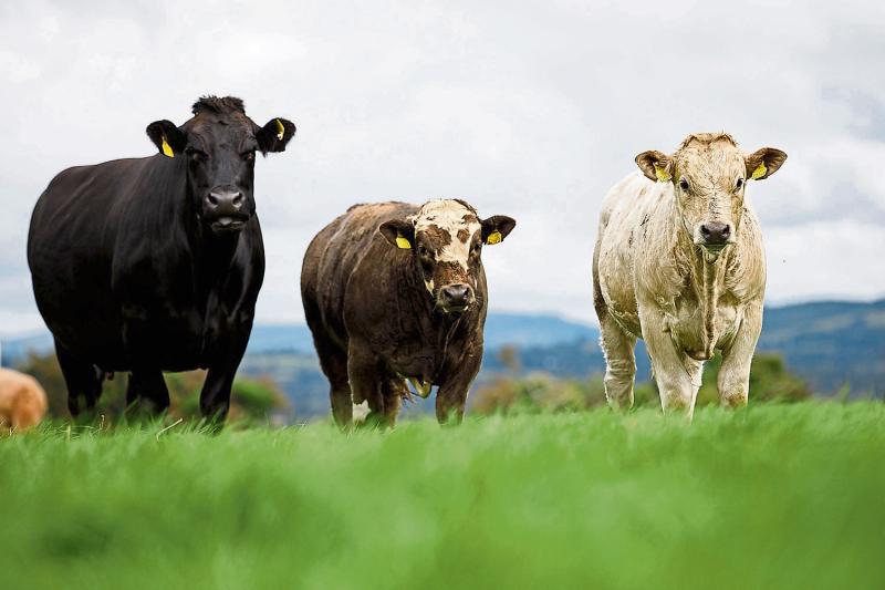 Downward pressure on beef prices by factories is unacceptable says IFA